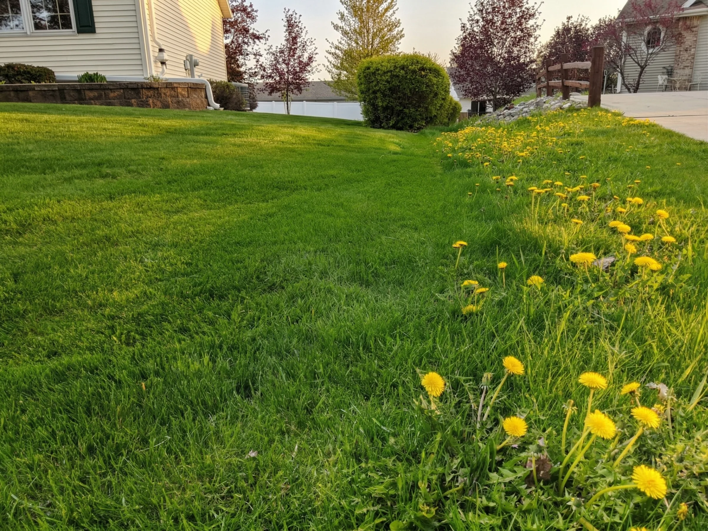 Dandelions and weeds in Shawano County lawn before fertilizing and weed control treatment